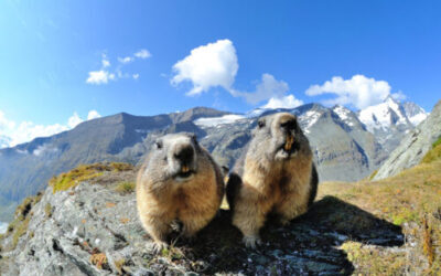 Stelvio un parco che vive cover impage