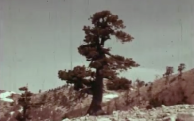 Un parco per il Pollino cover image