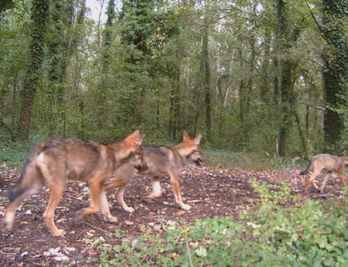 Lupi in pianura, convegno nazionale Cai ad Argenta