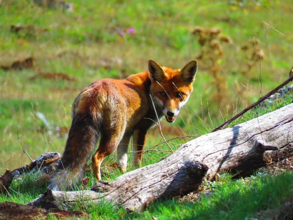 14 - CAI Tutela Ambiente Montano Campania