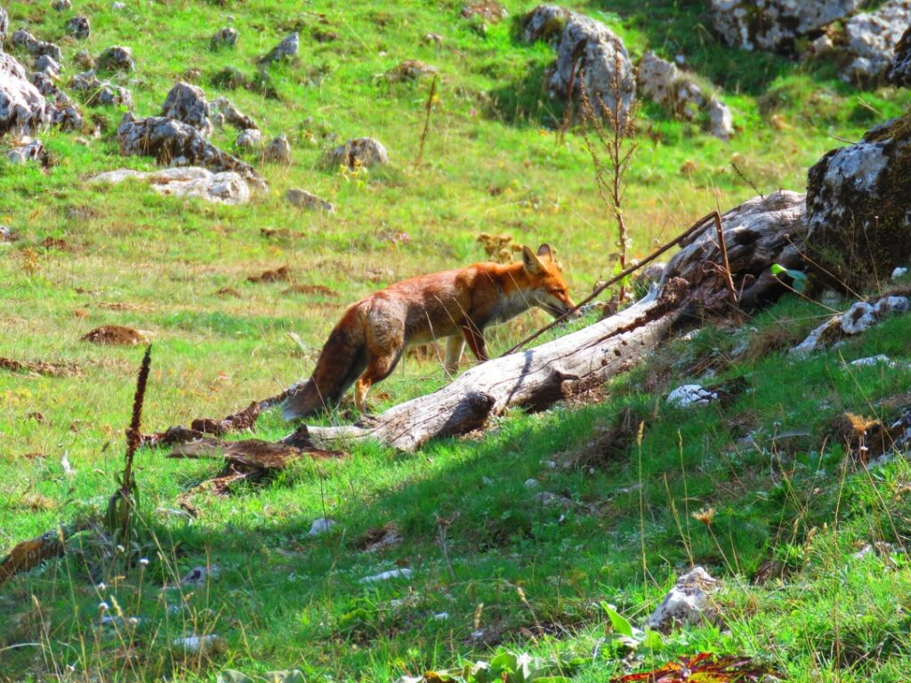15 2 - CAI Tutela Ambiente Montano Campania