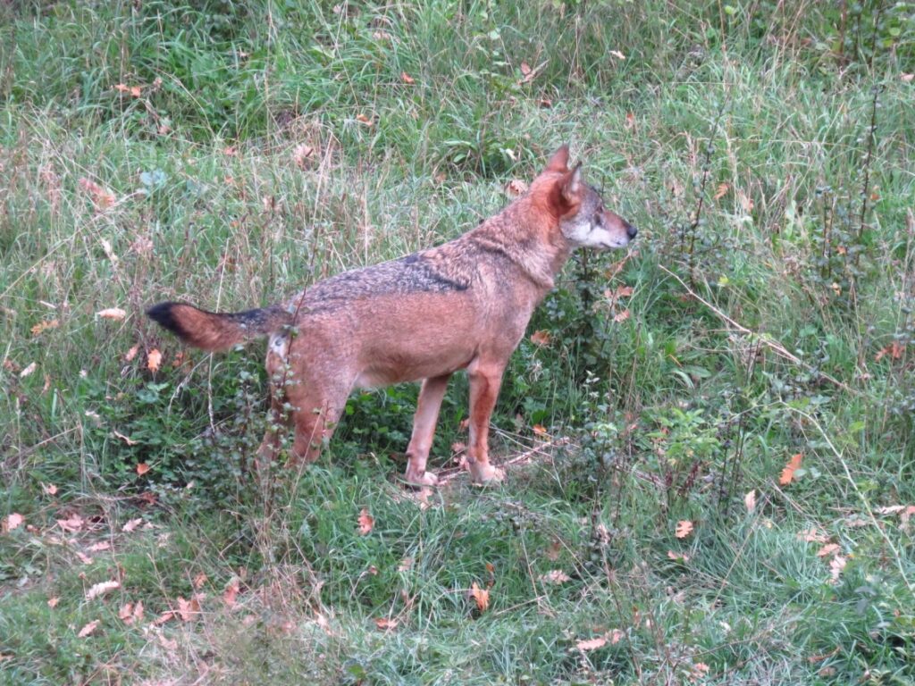 16 - CAI Tutela Ambiente Montano Campania