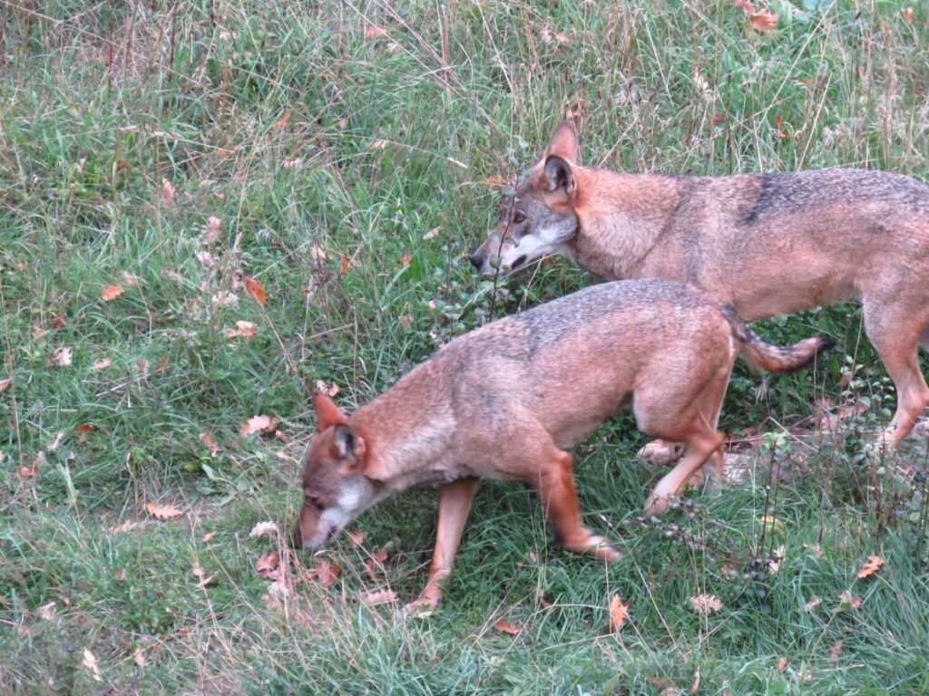 17 - CAI Tutela Ambiente Montano Campania