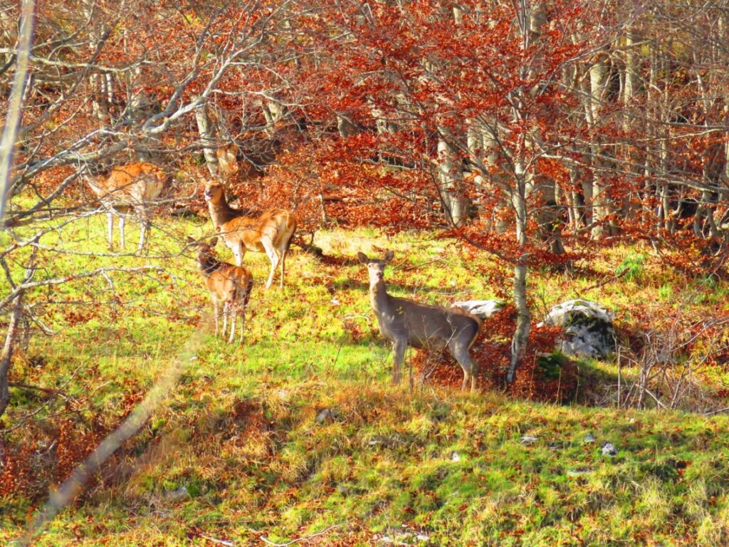 18 1 - CAI Tutela Ambiente Montano Campania