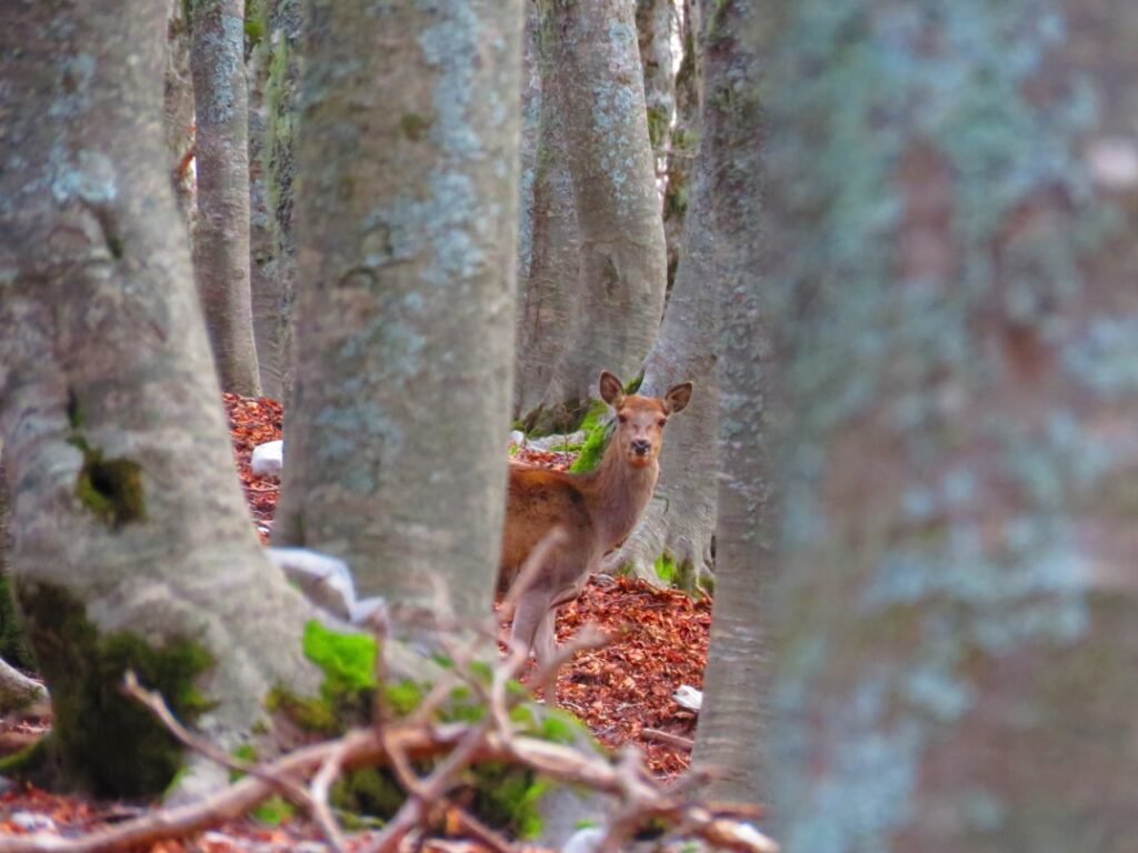 19 - CAI Tutela Ambiente Montano Campania