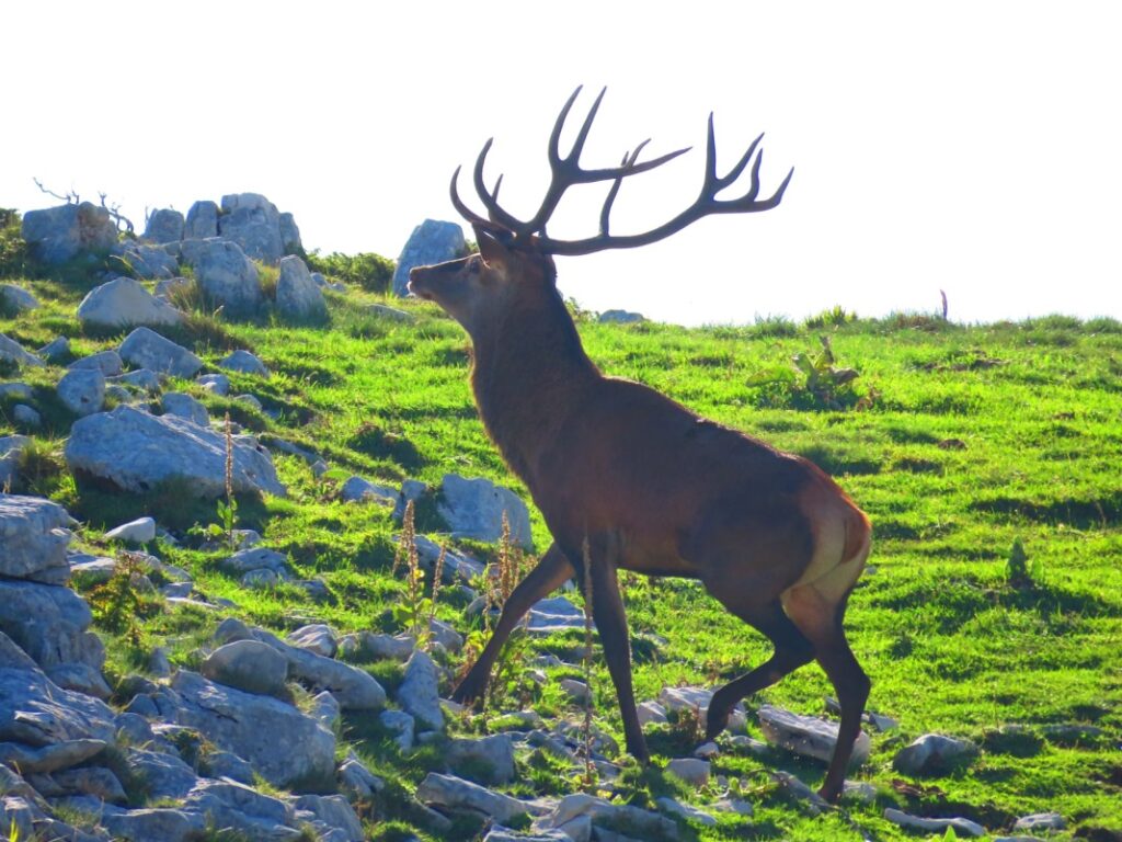 20 - CAI Tutela Ambiente Montano Campania