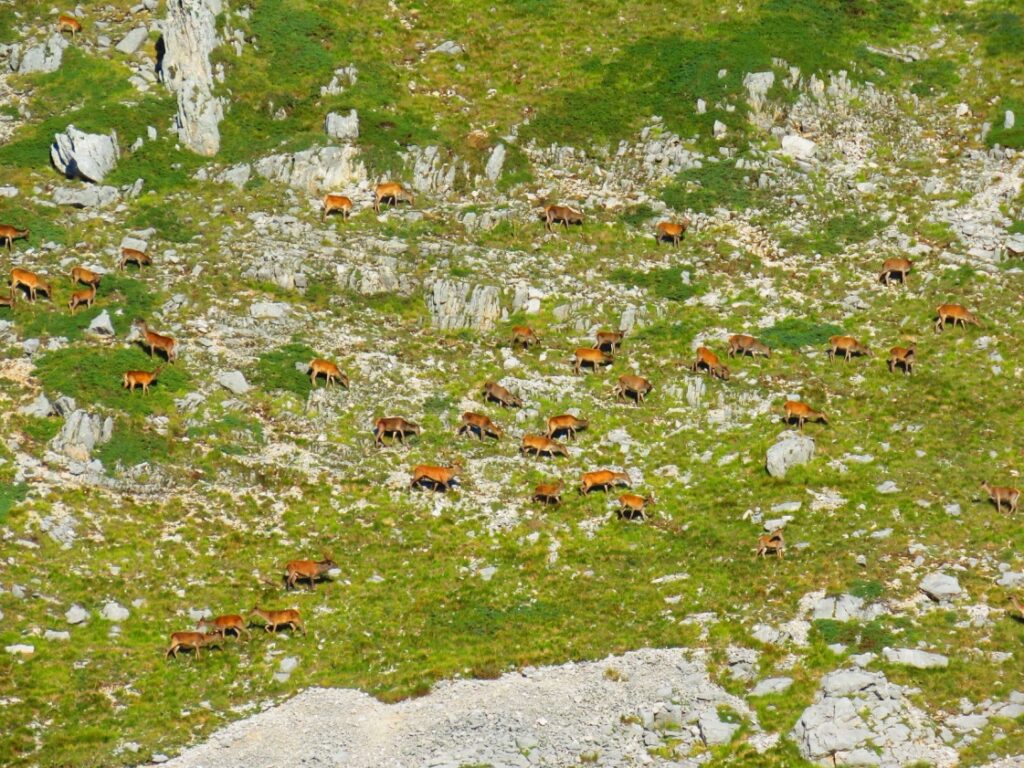 21 - CAI Tutela Ambiente Montano Campania