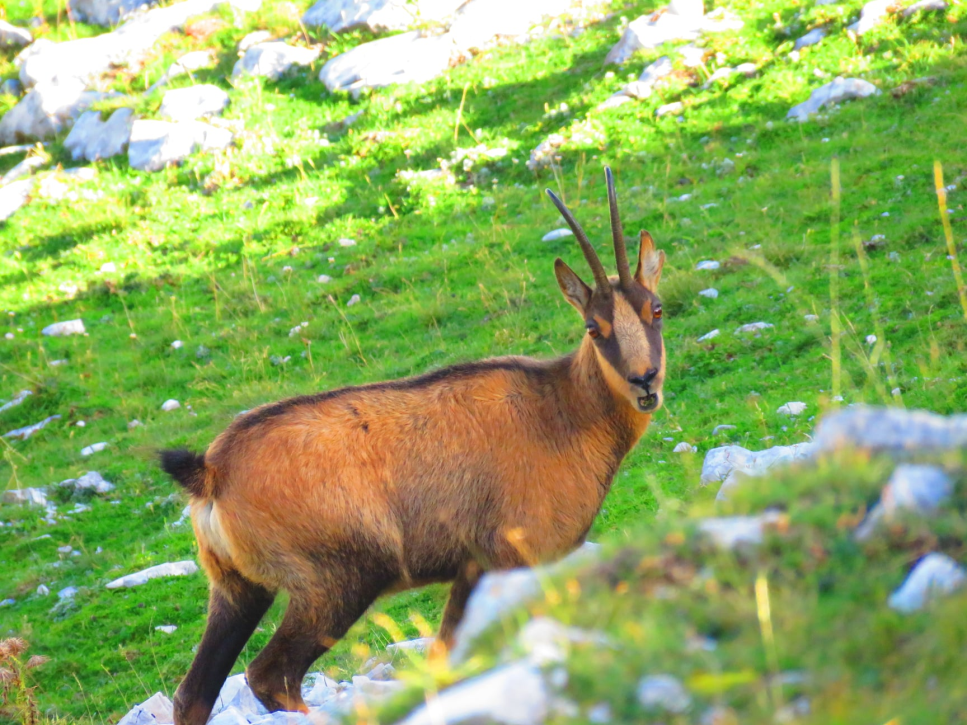 24 - CAI Tutela Ambiente Montano Campania