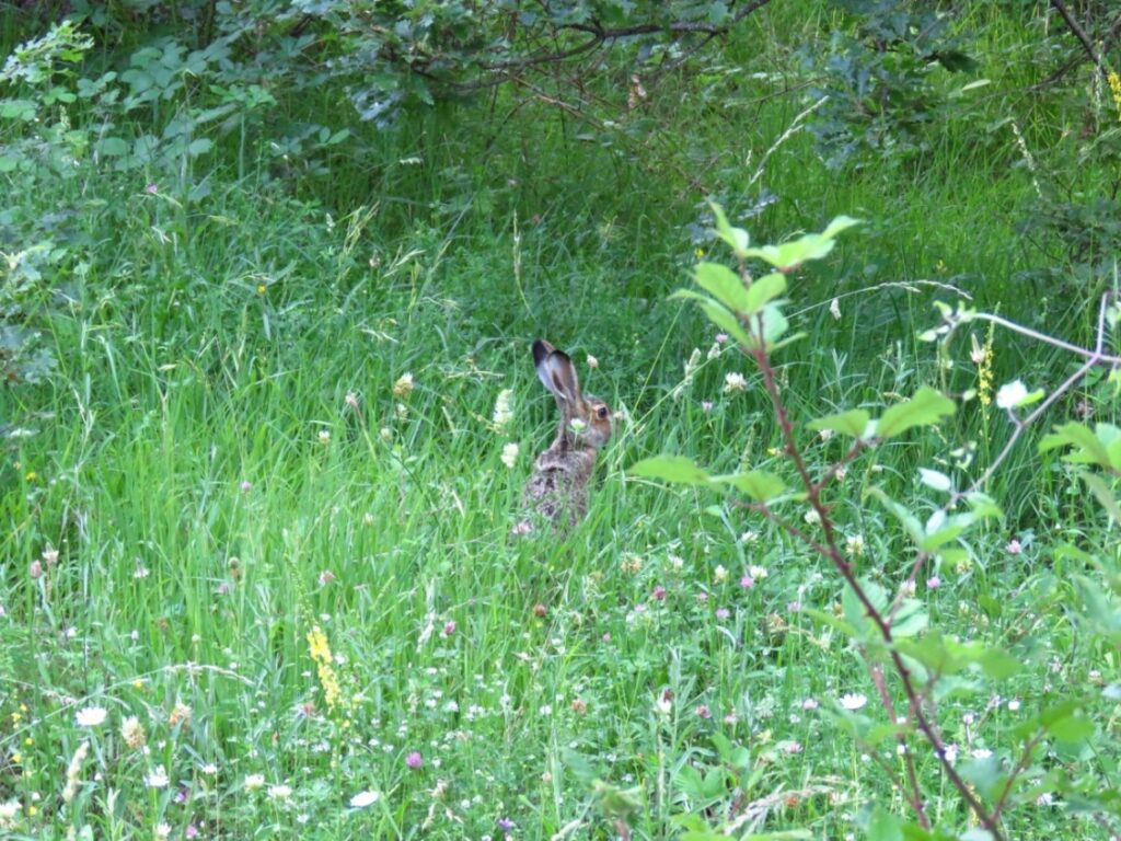 26 - CAI Tutela Ambiente Montano Campania