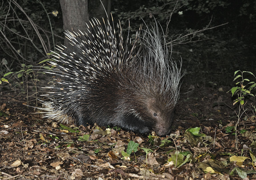 27 - CAI Tutela Ambiente Montano Campania