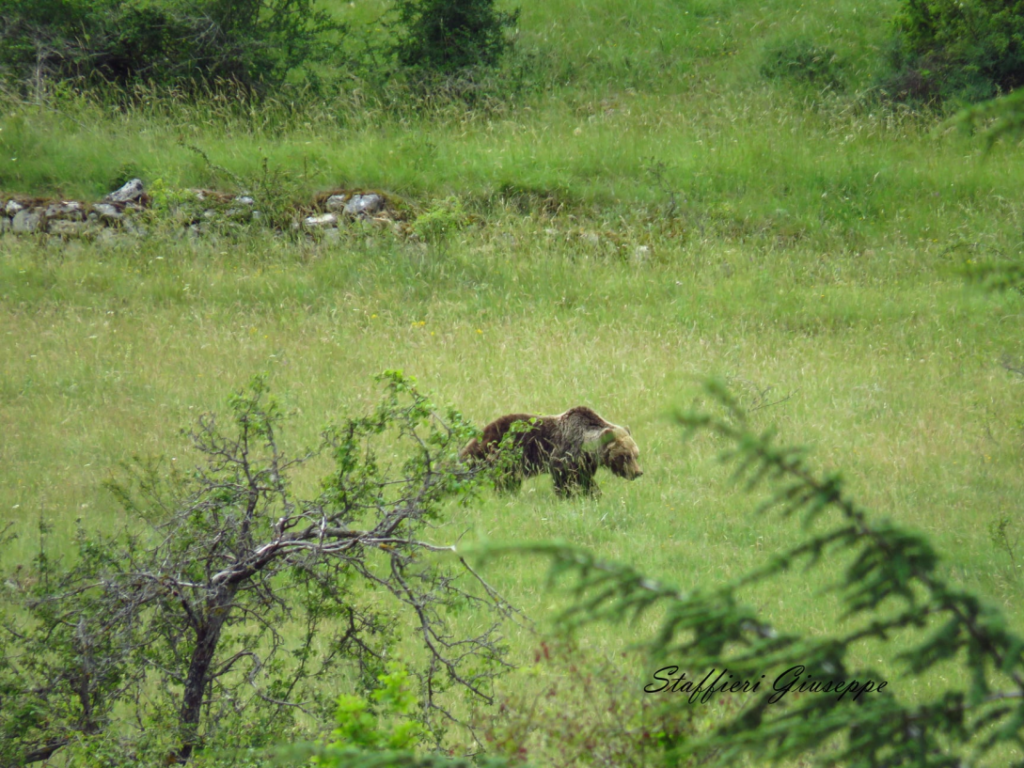 29 - CAI Tutela Ambiente Montano Campania