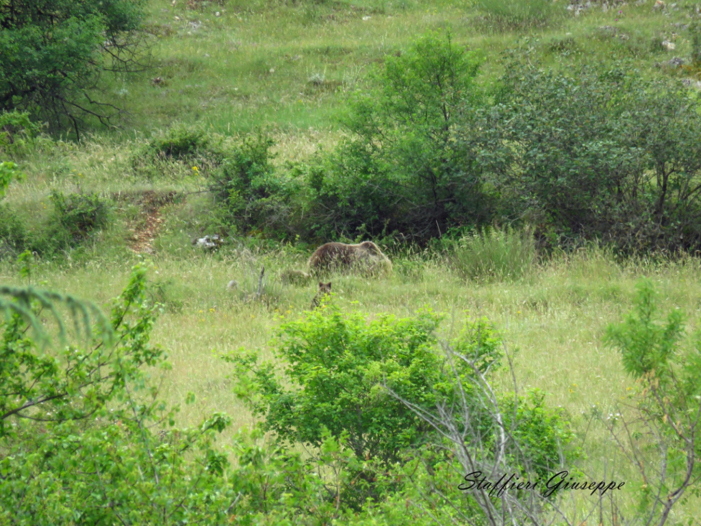 31 - CAI Tutela Ambiente Montano Campania