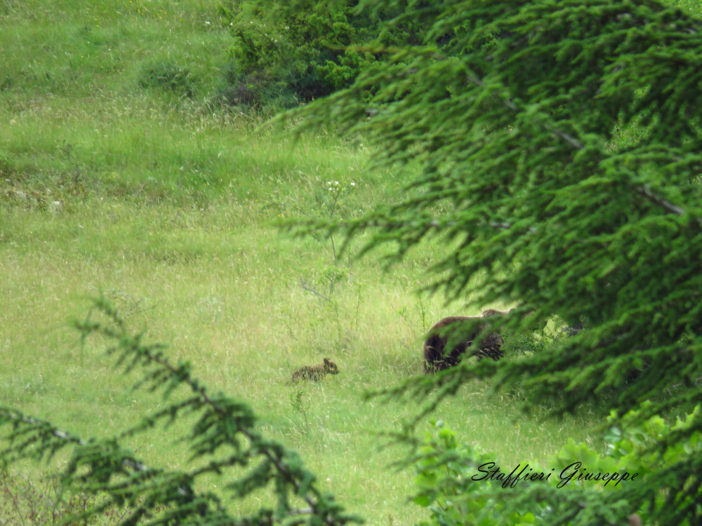 33 - CAI Tutela Ambiente Montano Campania