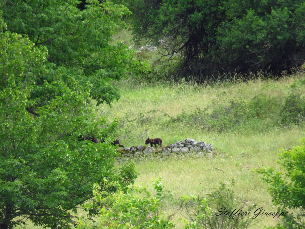 35 - CAI Tutela Ambiente Montano Campania