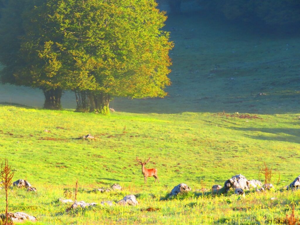 39 - CAI Tutela Ambiente Montano Campania