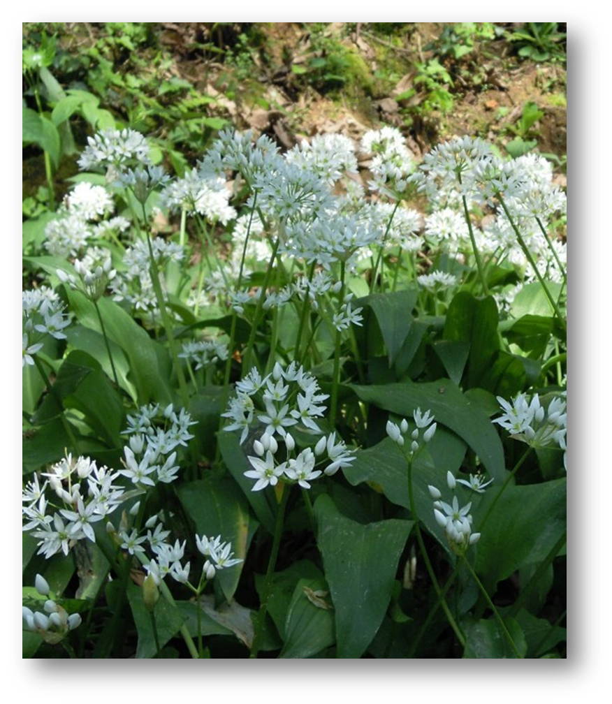 42 - CAI Tutela Ambiente Montano Campania