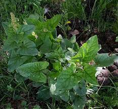 43 - CAI Tutela Ambiente Montano Campania