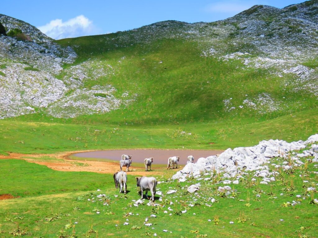 46 - CAI Tutela Ambiente Montano Campania