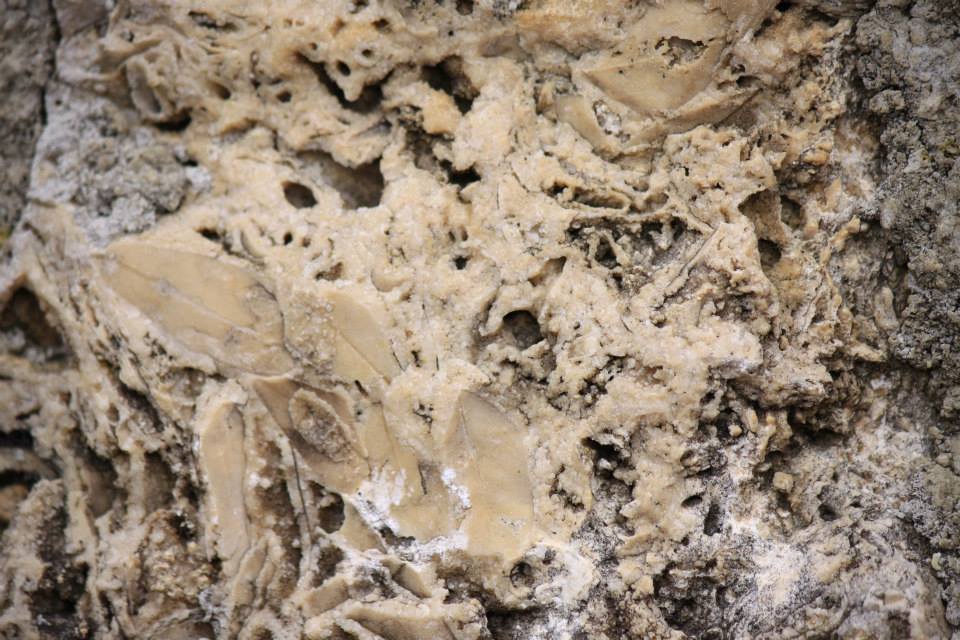 56 BIS - CAI Tutela Ambiente Montano Campania