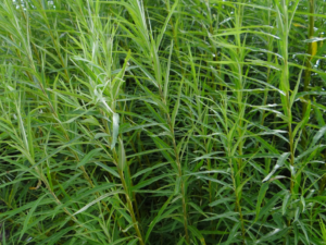 62 - CAI Tutela Ambiente Montano Campania