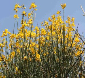 64 - CAI Tutela Ambiente Montano Campania