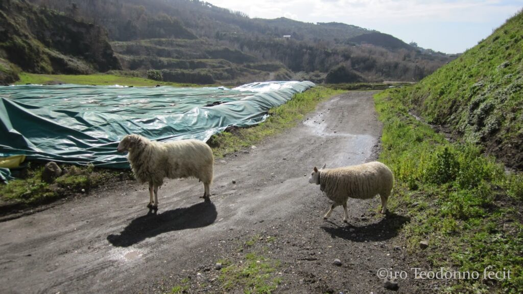 6c Con la RAI sulla discaricaIMG 3175 2 1 - CAI Tutela Ambiente Montano Campania