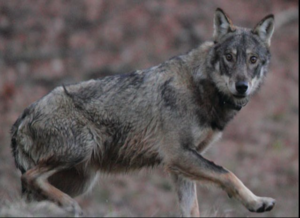 9 - CAI Tutela Ambiente Montano Campania