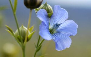 Lein be 005 kaur - CAI Tutela Ambiente Montano Campania