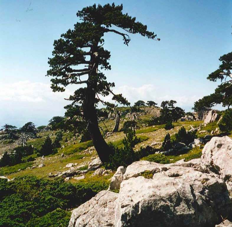 4 un pino loricato sulla serra di crispo