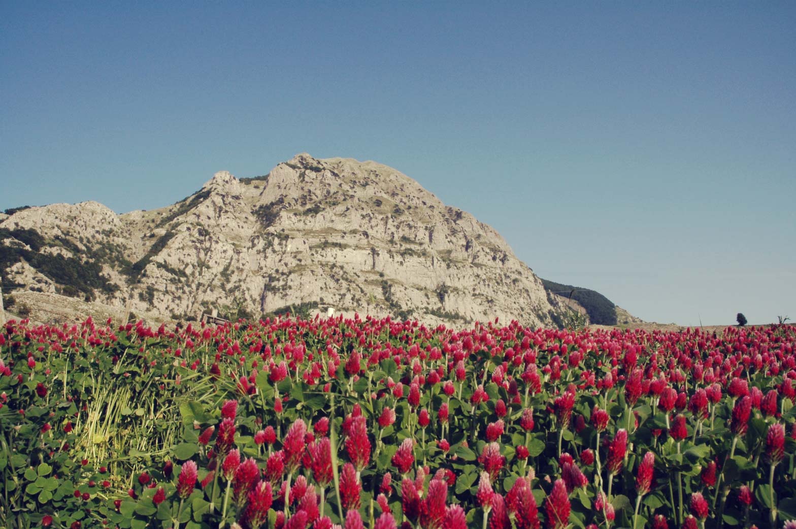monte alpi.jpg IvyTour