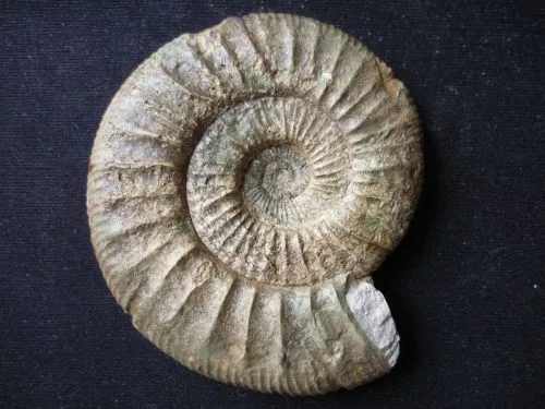 Ammonites jpg